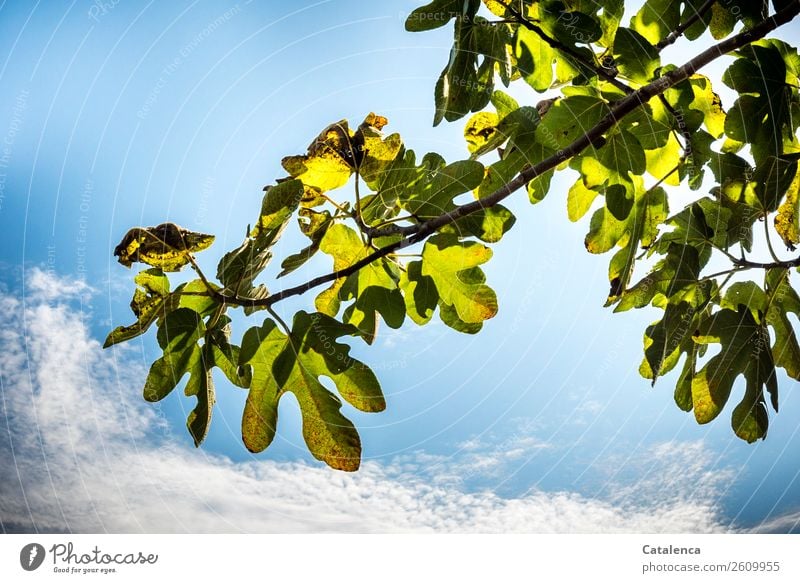 Fig leaves and sky Nature Plant Sky Clouds Summer Beautiful weather Tree Blossom Fig tree Fig leaf Blue Gray Green Happiness Warm-heartedness Design Network
