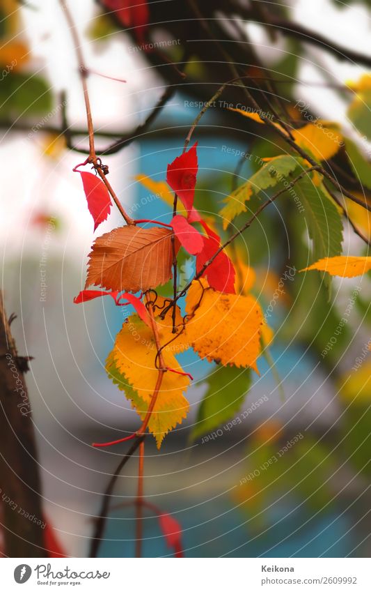 Colorful beech foliage Nature Landscape Autumn Tree Life Senses Vacation & Travel Beech tree Beech leaf Leaf Blue Yellow Red Green Turquoise Twig Vine leaf