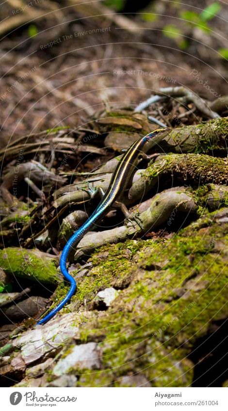 Blue Tailed Skink Nature Moss Root Forest Animal Wild animal Scales skink Lizards 1 Crawl Green Colour photo Exterior shot Macro (Extreme close-up) Deserted