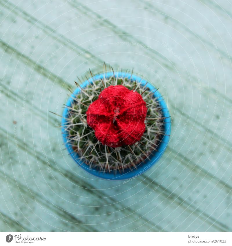 Red-billed Cactus Illuminate Authentic Thorny Blue Gray Blossom 1 Line Diagonal square format Round Middle Colour photo Multicoloured Exterior shot Deserted