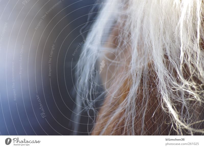 [MINI-UT INNTAL 2012] Little horse Animal Pet Farm animal Horse Haflinger Observe Feeding Love Jump Carrying Dream Blonde Elegant Beautiful Natural Curiosity