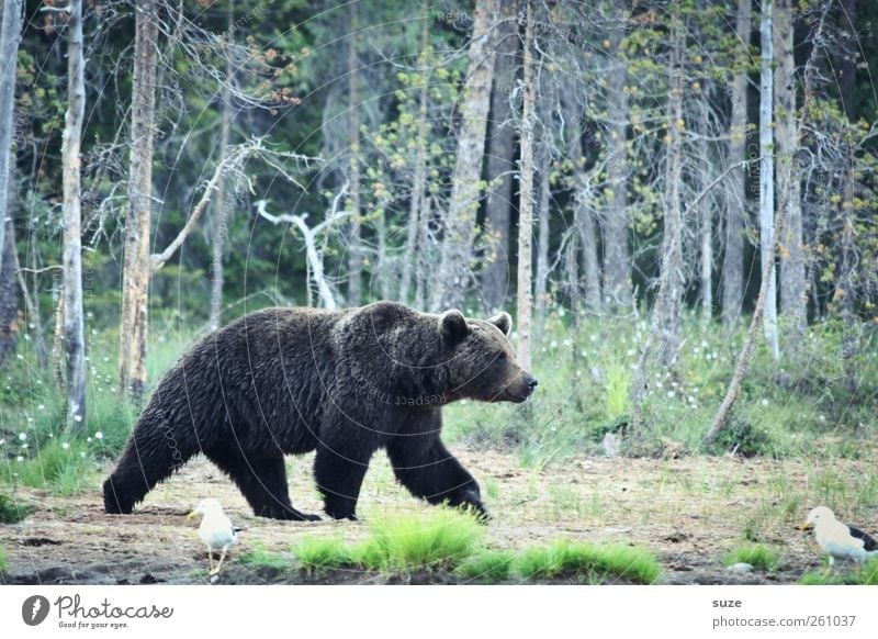 bibabutze bear Hunting Environment Nature Landscape Animal Meadow Forest Pelt Wild animal 1 Observe Authentic Threat Curiosity Strong Brown Green Appetite Fear
