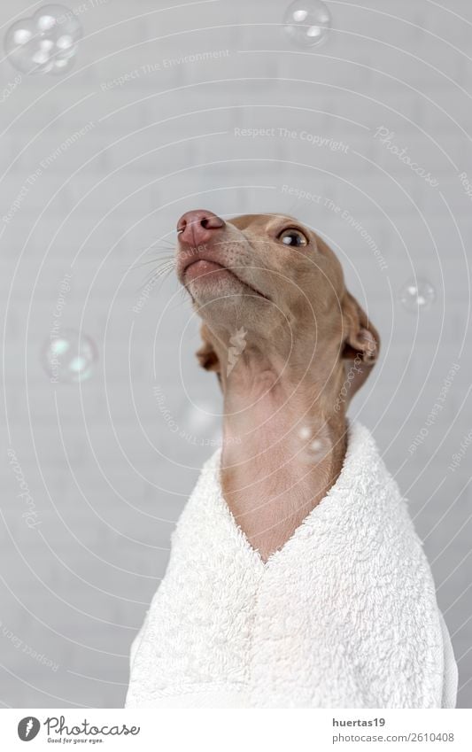 Dog ready for bath Happy Beautiful Health care Bathroom Friendship Animal Pet Friendliness Happiness Funny Brown Greyhound Italian piccolo shower cleaning