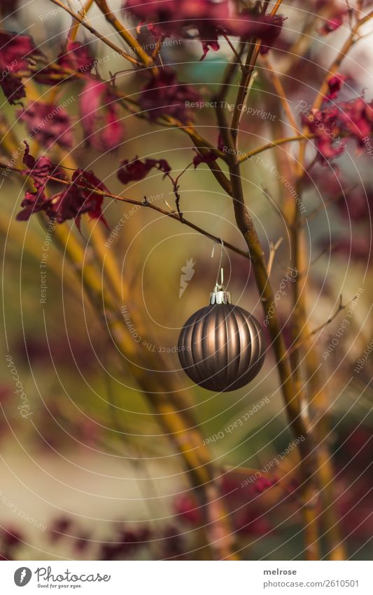 Christmas ball on maple tree Environment Nature Autumn Beautiful weather Plant Tree Leaf Maple tree Maple leaf Twigs and branches Park Glitter Ball Advent