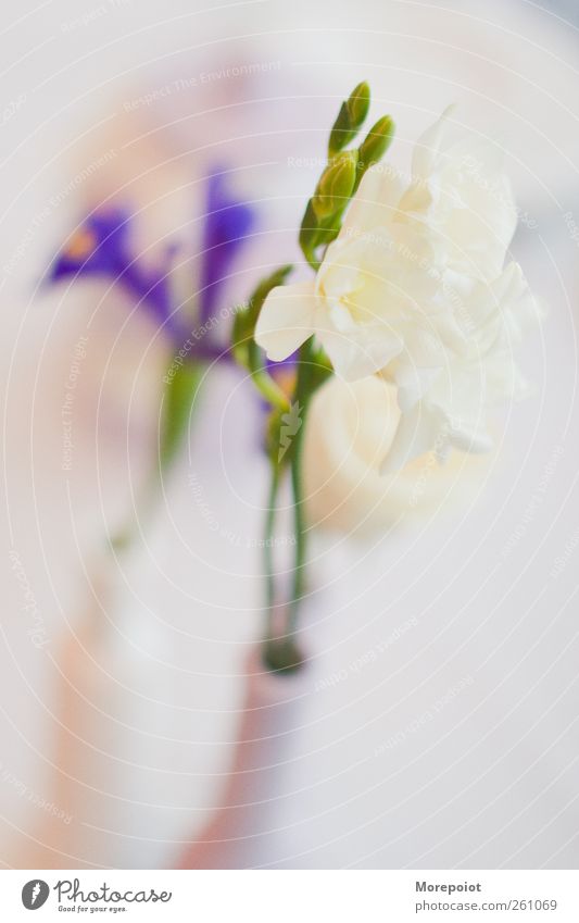 Tenderness Spring Plant Flower Authentic Fresh Beautiful Cute Soft Emotions Colour photo Close-up Deserted Light Blur Shallow depth of field Front view