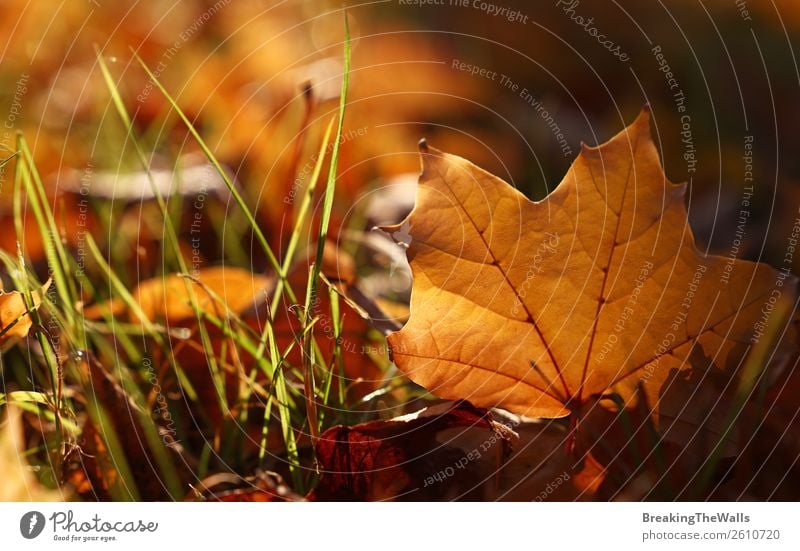 Close up yellow Autumn maple leaf on the ground Nature Plant Earth Beautiful weather Grass Leaf Park Forest Brown Yellow Gold Orange Maple leaf Seasons Colour