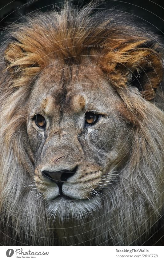 Close up front portrait of male African lion Animal Wild animal Animal face Zoo 1 Lion Lion's mane Head Eyes Snout Face to face wildlife Scratched Scratch mark