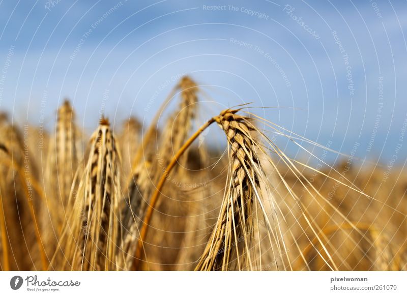 grain Nature Landscape Sky Clouds Horizon Sun Sunlight Summer Autumn Beautiful weather Wind Warmth Agricultural crop Field Fragrance Loneliness Colour To enjoy