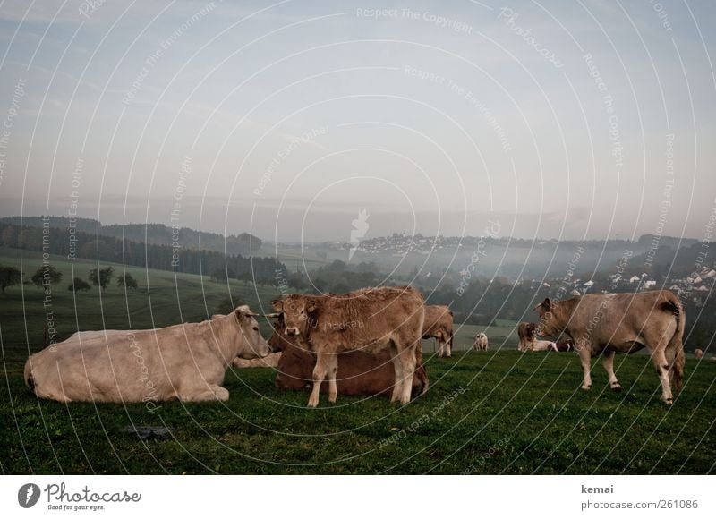 The cows are alright Nature Landscape Plant Sky Horizon Sunlight Fog Tree Grass Meadow Field Pasture Cattle Pasture Animal Farm animal Cow Animal face Pelt