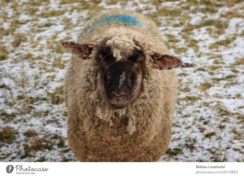 Sheep on meadow with snow Environment Sunlight Winter Ice Frost Snow Grass Foliage plant Meadow Animal Farm animal Animal face Pelt 1 Fat Dirty Friendliness