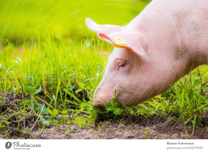 Portrait of a domestic pig on a green meadow Animal Pet 1 Baby animal To feed Fat Healthy Sustainability naturally Happy Love of animals Colour photo