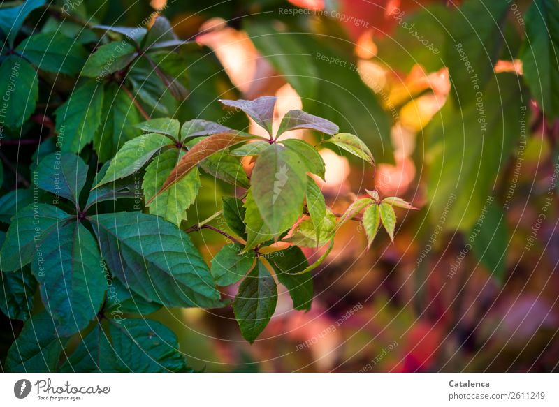 Green, Yellow, Red | The leaves of the wild vine in autumn Nature flora Plant Climbing Platform Garden Autumn Virginia Creeper Tendril Leaf Rit colors Day