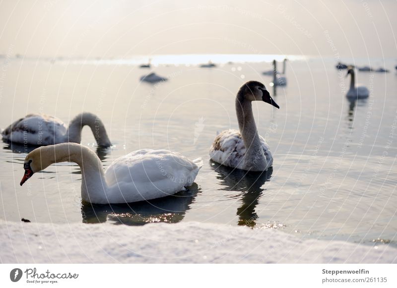 Swan lake. Environment Nature Landscape Animal Sky Horizon Sun Winter Beautiful weather Ice Frost Snow Waves Lakeside Wing Flock Baby animal Animal family Cold