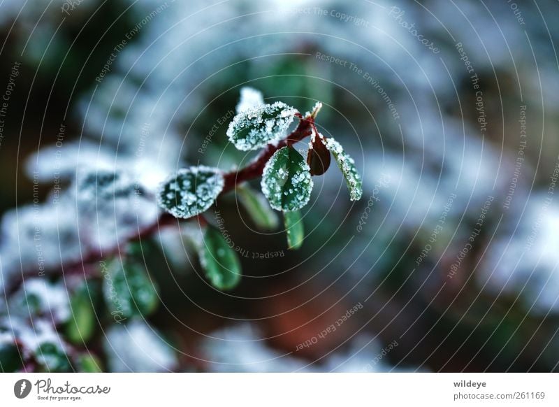 High Sugar Contentment Nature Plant Winter Bushes Leaf Foliage plant Wild plant small leaves Green Macro (Extreme close-up) Ice crystal Snowfall Stalk Garden