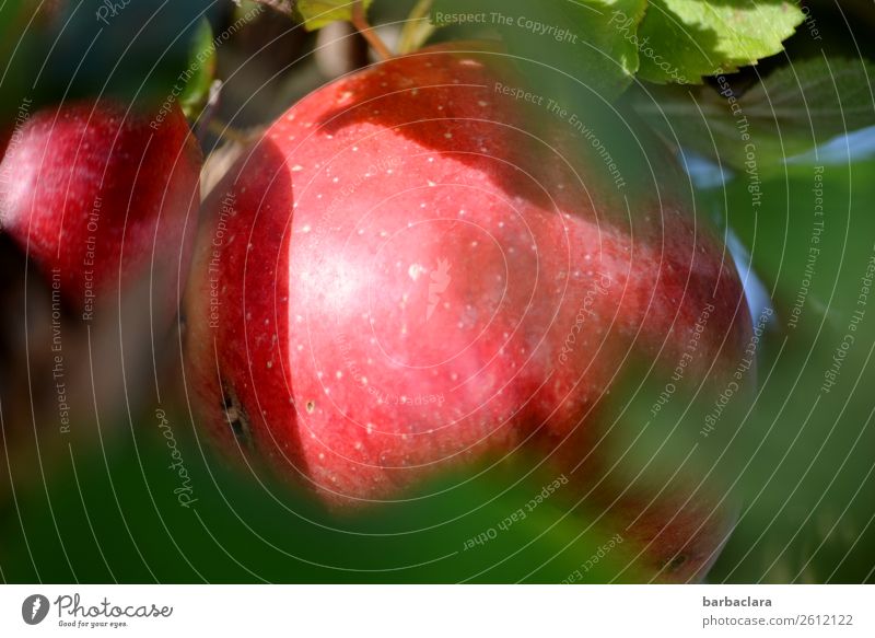 A bashful apple with a wormhole Fruit Apple Nature Plant Autumn Climate Leaf Apple tree Garden Wormhole Illuminate Fresh Delicious Natural Red Health care
