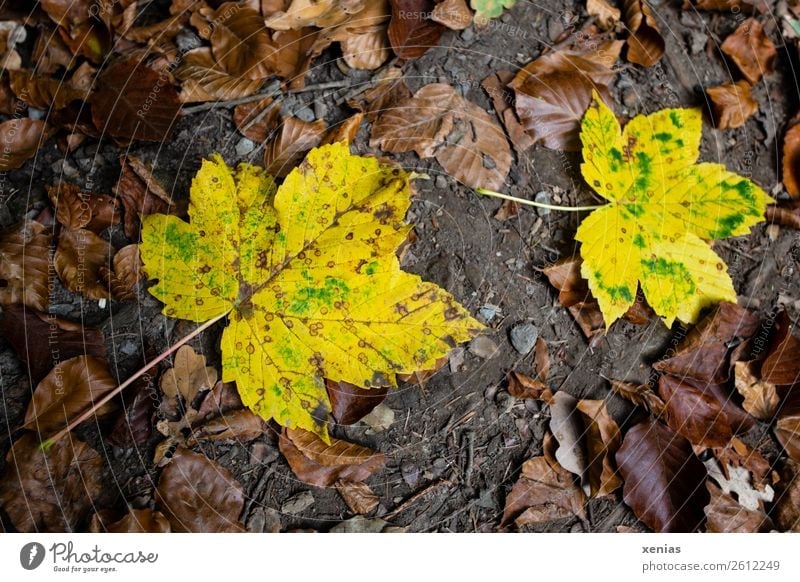 Two yellow autumn leaves lie on forest soil Maple leaf Autumn flaked Brown Yellow Ground Limp Autumn leaves Seasons Exterior shot Autumnal Nature