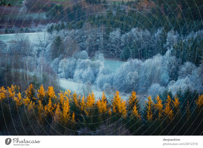 Winter at its best. Different colours in the fir trees. White and golden yellow illuminated by the sun, the forest looks quite enchanting. Joy Harmonious