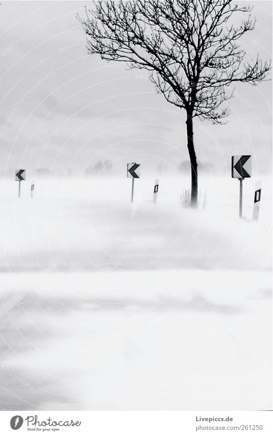 anticlockwise Environment Nature Winter Bad weather Wind Gale Snow Snowfall Tree Transport Street Shield Gray Black White Snowstorm Black & white photo