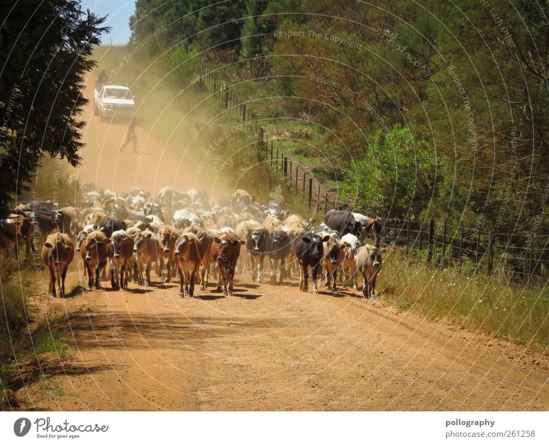 rush hour Human being 2 Environment Nature Landscape Plant Animal Earth Sky Summer Beautiful weather Warmth Tree Bushes Farm animal Cow Group of animals Herd