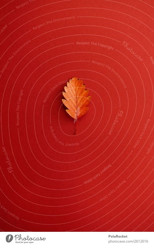 #A# Decent Leaf Art Work of art Esthetic Design Decoration Autumn Autumnal Autumn leaves Autumnal colours Early fall Automn wood Creativity Red spine of a book