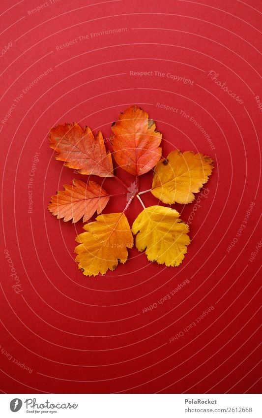 #A# Sixes in the foliage Art Work of art Esthetic Autumn Autumnal Autumn leaves Autumnal colours Early fall Automn wood Design Decoration Symmetry Fashioned