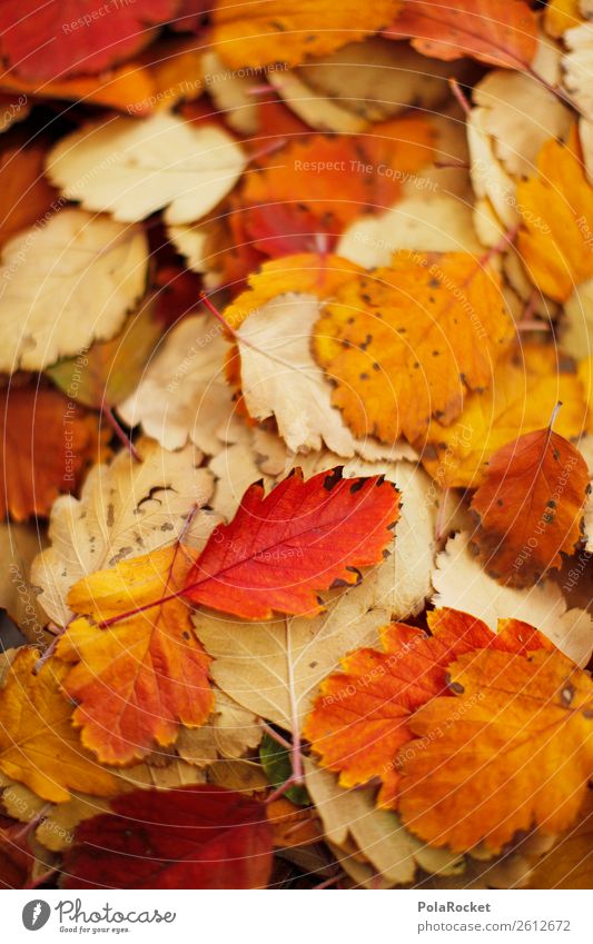 #A# Bunch of fall Environment Nature Esthetic Leaf Autumn Autumnal Autumn leaves Autumnal colours Early fall Automn wood Autumnal weather Autumnal landscape