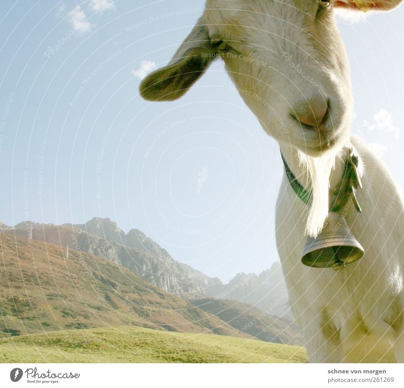 candid Animal Farm animal Goats 1 Looking Funny "mountains Alps Switzerland Cheese Bell herdsman Green meadows Hill Landscape Peak Willow tree Nature Sky