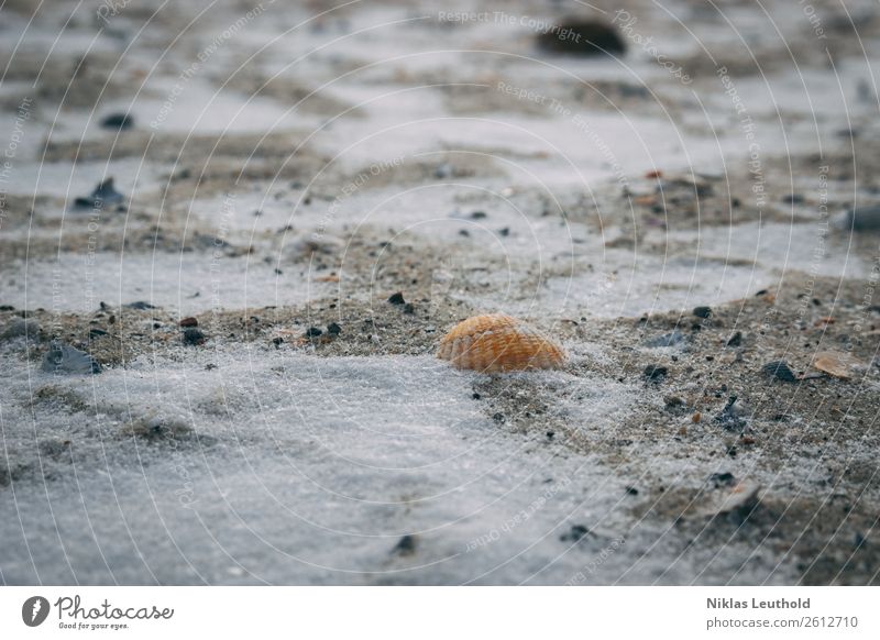Shell in the sand with snow Winter Snow Nature Sand Ice Frost Beach Dead animal Mussel 1 Animal Bright Cold Near Gray Orange Sandy beach Mussel shell