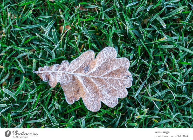 Leaf covered in frost Nature Plant Autumn Weather Tree Grass Park Forest Colour Romania Timisoara cold Covered crystal Frost ice Seasons spring Consistency
