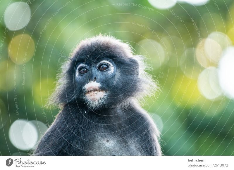 daydream observantly Observe Cute eyes spectacle langurs Light Day Deserted Contrast Animal portrait Wilderness Exterior shot Colour photo Exotic Malaya