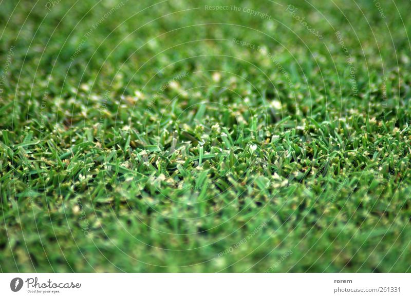grass Track and Field Golf Stadium Nature Plant Earth Grass Park Crouch background football Rugby tenis Kick walk Baseball Racing sports athlet House cricket