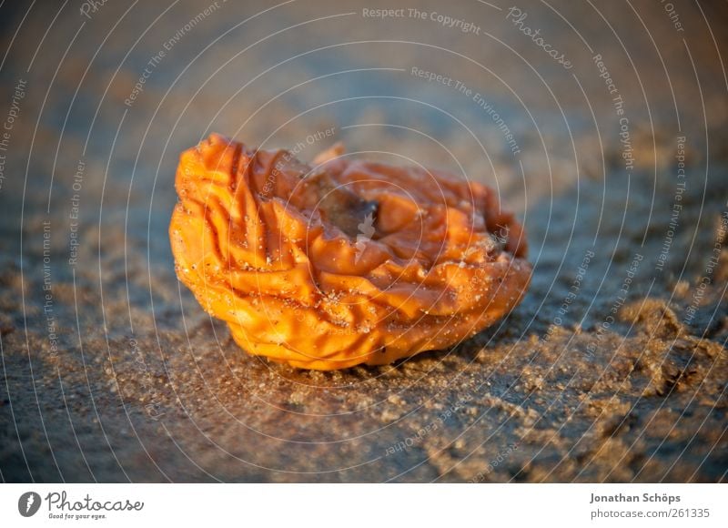 wrinkly Beach Ocean Warmth Wizened Sand Sandy beach Fruit Quirky Orange peel Brown Evening sun Warm light Detail Tropical fruits Southern France