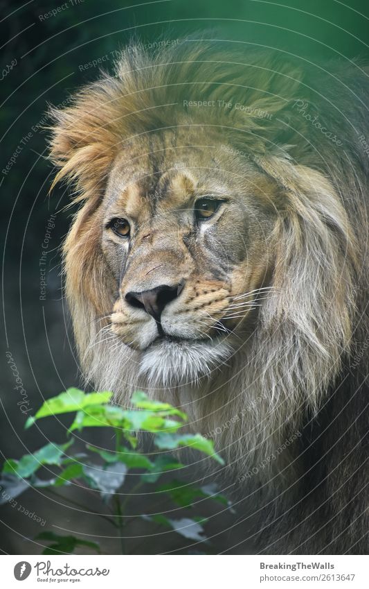 Close up portrait of male African lion Nature Plant Animal Wild animal Animal face Zoo 1 Curiosity Green Lion Lion's mane Snout Head Eyes Self-confident Staring