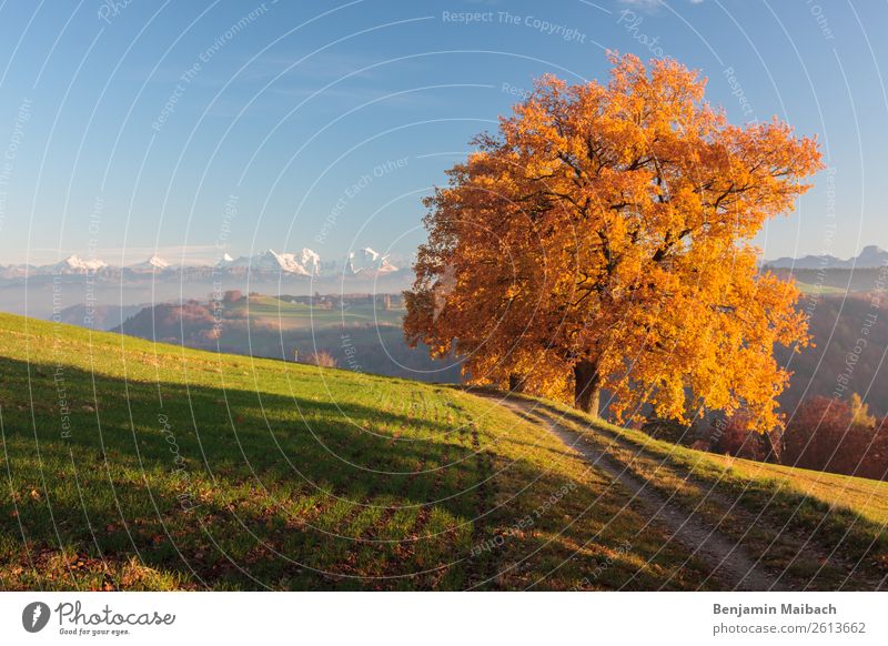 Golden autumn tree with Alps Nature Landscape Plant Autumn Climate Weather Beautiful weather Tree Field Mountain Lanes & trails Blue Yellow Green Energy Freedom