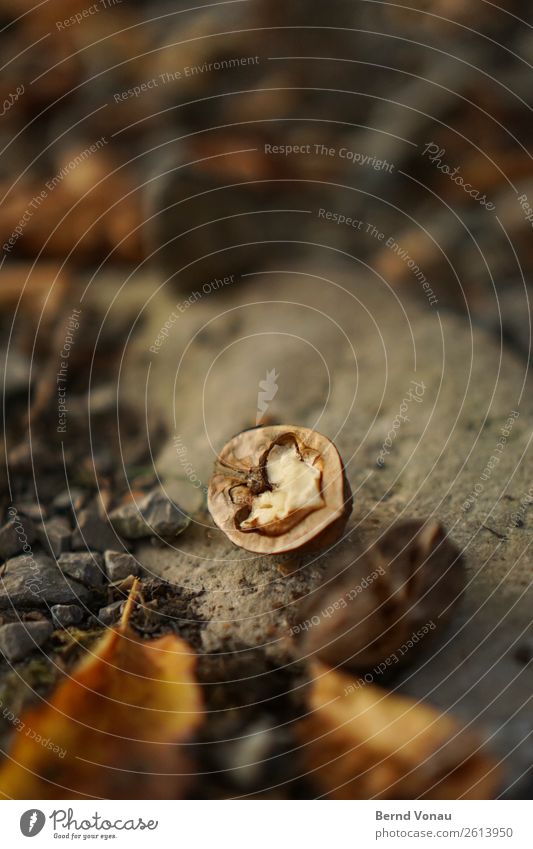 half-open Environment Nature Autumn Weather Field Bright Walnut Fruit Harvest Edible nut Stone Leaf Brown Eating Heart Colour photo Exterior shot Deserted Day