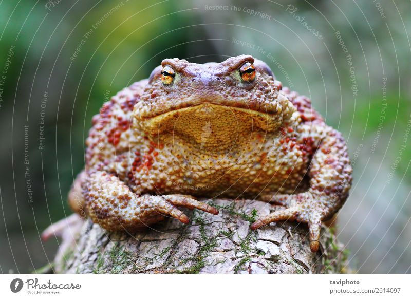 cute Bufo on stump Body Skin Life Garden Adults Nature Animal Grass Forest Wet Natural Wild Brown Green Colour bufo Toad ugly frog common amphibian wildlife