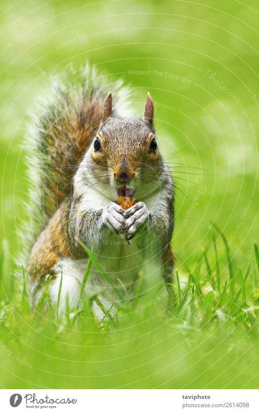 cute grey squirrel eating nut Eating Beautiful Face Garden Nature Animal Autumn Park Forest Fur coat Small Natural Cute Wild Brown Gray Green Squirrel sciurus
