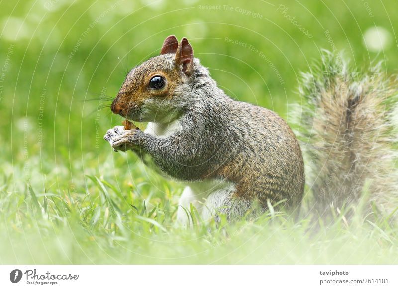 cute grey squirrel in the grass Eating Beautiful Garden Nature Animal Grass Park Forest Fur coat Wild animal Feeding Sit Small Funny Natural Cute Brown Gray