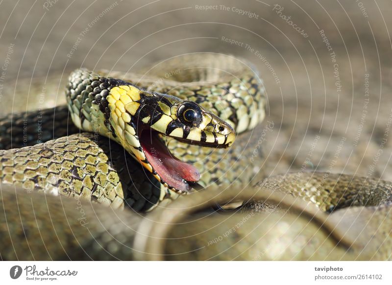 detail of grass snake with open mouth Beautiful Garden Mouth Environment Nature Animal Grass Snake Natural Wild Brown Gray Green Black Fear Dangerous Colour
