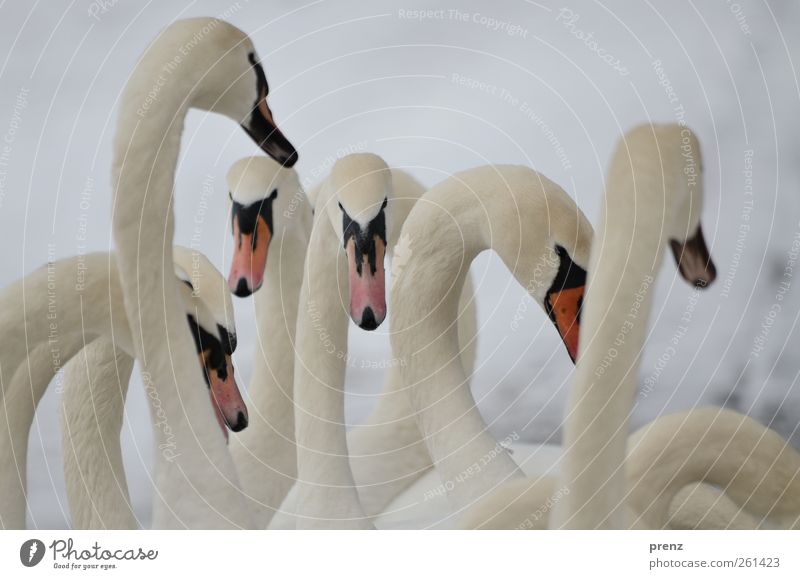 swans Nature Animal Wild animal Bird Swan Group of animals Stand Gray White Neck Head Winter Colour photo Exterior shot Deserted Copy Space top Day