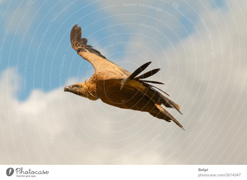 Big vulture in flight with a cloudy sky of background Face Nature Animal Sky Clouds Bird Flying Large Natural Strong Wild Black White wildlife Vulture landing