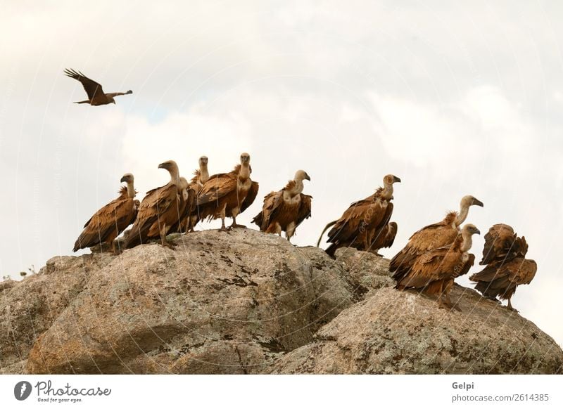 Vultures on a big rock with the cloudy sky in the background Face Group Zoo Nature Animal Bird Stone Old Stand Large Natural Strong Wild Blue Brown Black White