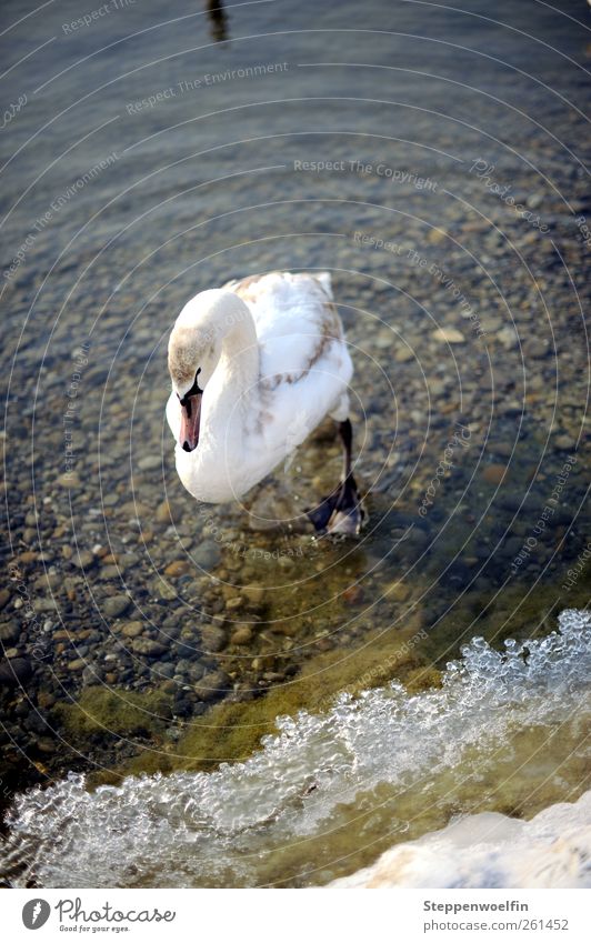 stomping swan. Boyswan. Animal Swan Wing 1 Baby animal Stone Water Drop Going Swimming & Bathing Brown Gray White Undulation Waves Lakeside Coast Winter Ice