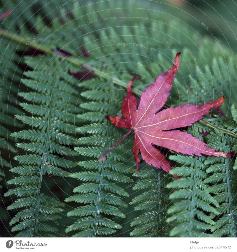 leaf on leaf Environment Nature Plant Autumn Fern Leaf Wild plant Maple leaf Rachis Park Lie To dry up Exceptional Uniqueness Natural Green Red Moody Life Calm