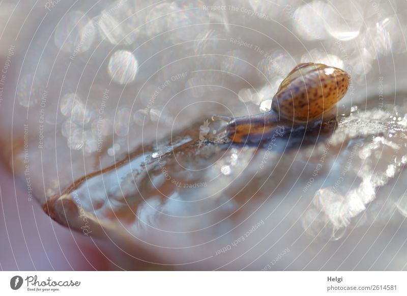 Mini snail crawls on a wet leaf in backlight with glitter dots Environment Nature Plant Animal Drops of water Autumn flaked Park Crumpet 1 Glittering Crawl
