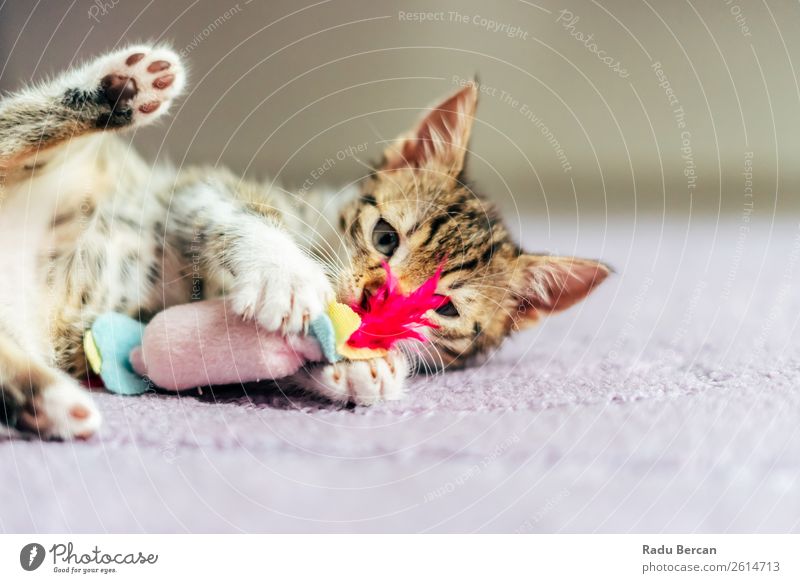 Cute Baby Cat Playing At Home Joy Animal Pet Animal face 1 Baby animal Toys Small Funny White background Kitten cats Mammal Domestic Delightful fluffy Playful