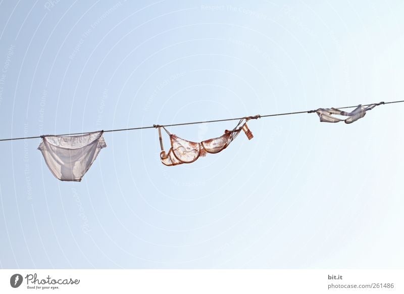 bra in tree Underwear - a Royalty Free Stock Photo from Photocase