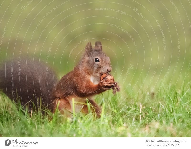 Squirrel with walnut Fruit Nut Nature Animal Sunlight Beautiful weather Grass Meadow Wild animal Animal face Pelt Paw Rodent Tails 1 Eating To feed Feeding