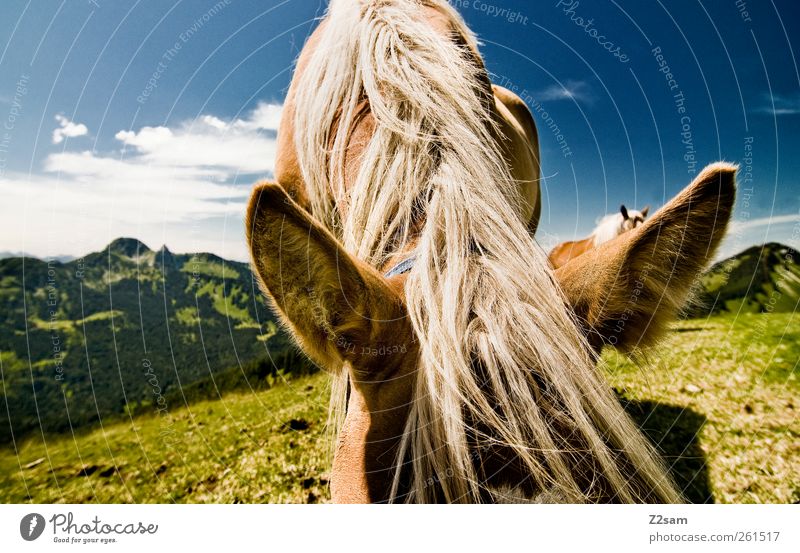 open your ears! Trip Mountain Environment Nature Landscape Sky Beautiful weather Meadow Alps Peak Animal Horse Relaxation To feed To enjoy Listening Stand Near