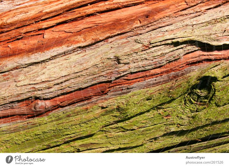 Composition II in 3 colours Nature Elements Tree Moss Wood Climate Weathered Colour photo Exterior shot Close-up Detail Deserted Day Deep depth of field